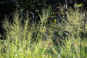 poorly-cared-for-lawn